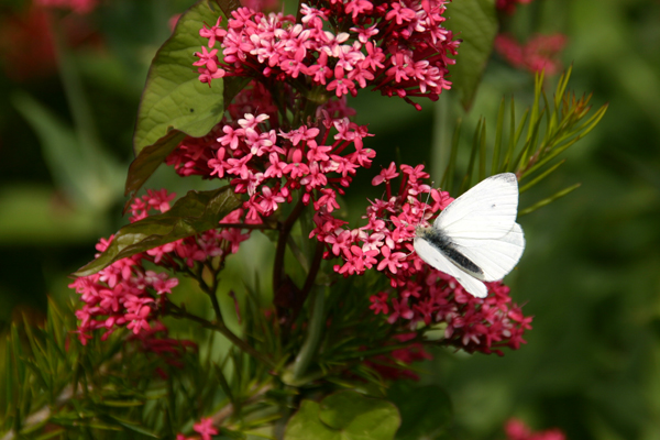 butterfly gallery